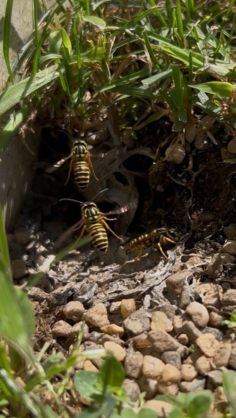 Know That Traps Won't Eliminate A Nest