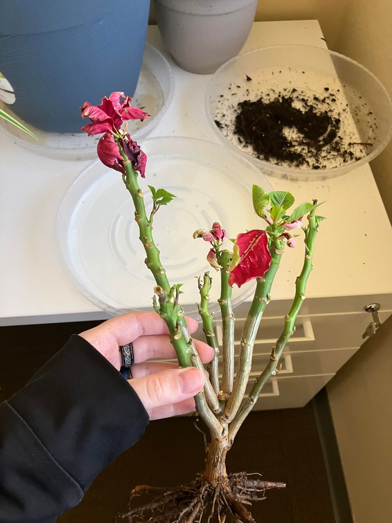 Know The Signs Of Root Rot