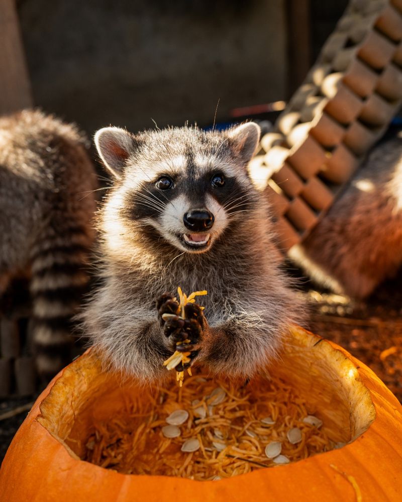 Know The Wildlife Rules Before You Act Know The Wildlife Rules Before You Act