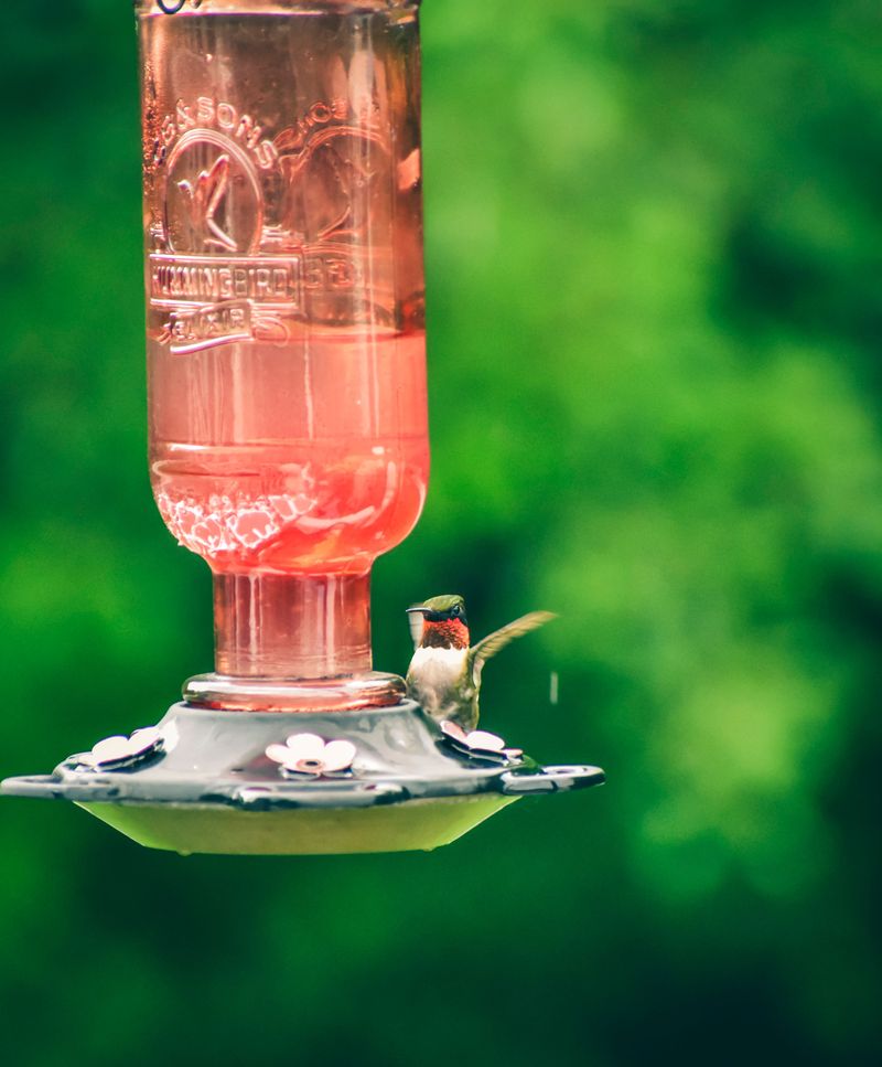 Know When It Is Time To Take The Feeder Down