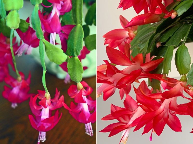 Know Whether You Have A Thanksgiving Or Christmas Cactus