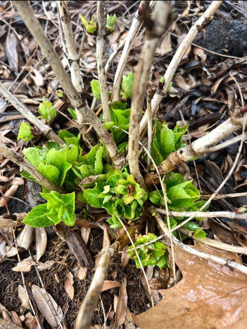 Know Whether Your Hydrangea Blooms On Old Or New Wood Know Whether Your Hydrangea Blooms On Old Or New Wood
