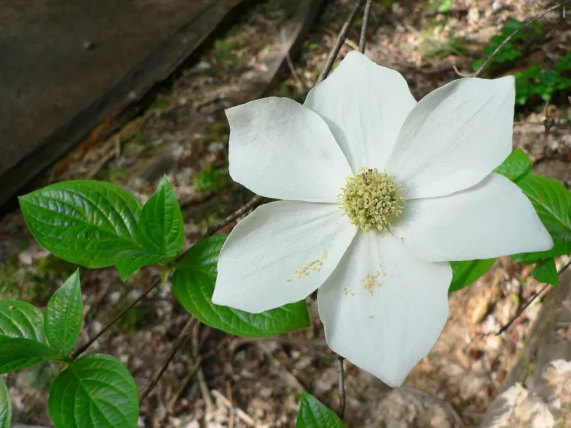 Know Which Dogwood You Have Know Which Dogwood You Have