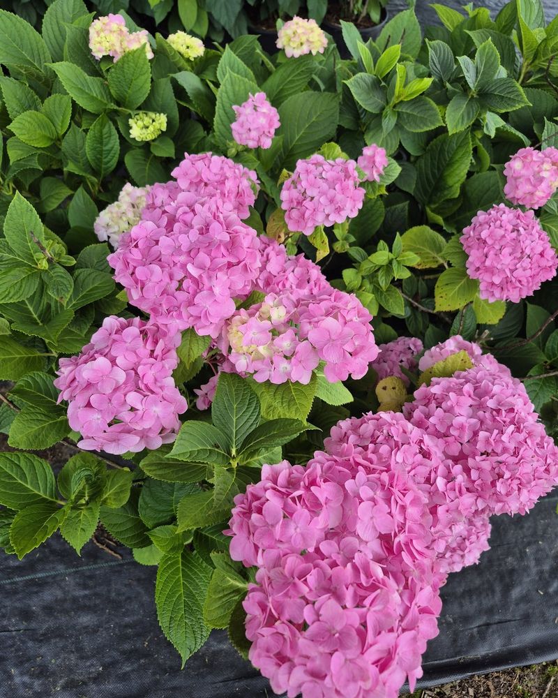 Know Which Hydrangeas Need Protection