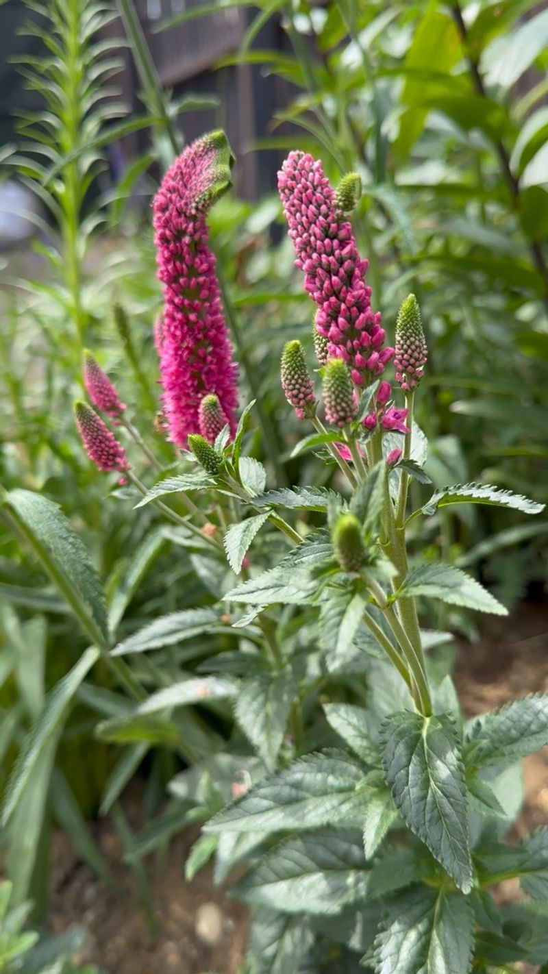 Know Which Plants Are Truly Tender Where You Live