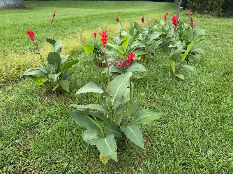 Know Which Plants Won't Survive In The Ground Know Which Plants Won't Survive In The Ground