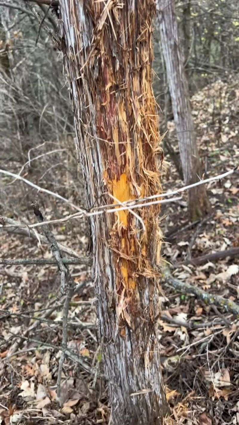 Know Why Deer Rub Young Trees Know Why Deer Rub Young Trees