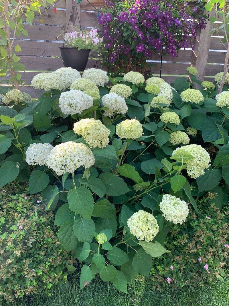 Know Why Hydrangeas Flop After Heavy Rain