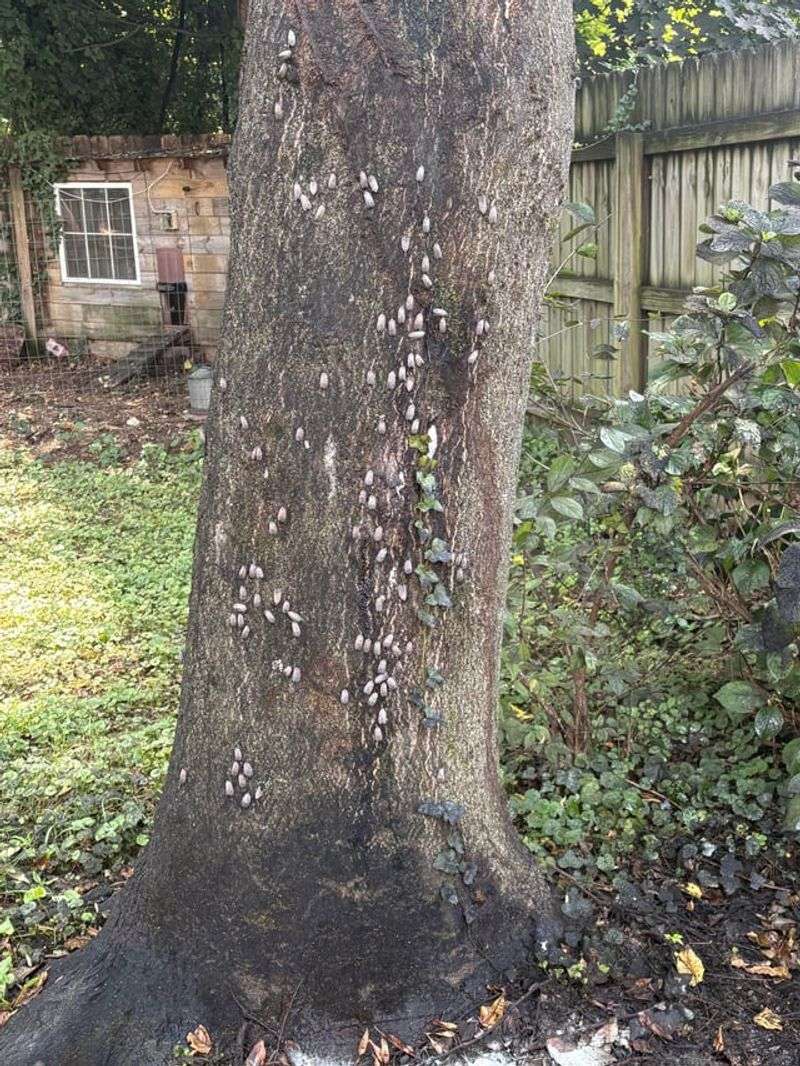 Know Why Scraping Egg Masses Matters