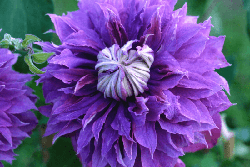 Know Your Clematis Pruning Group Know Your Clematis Pruning Group