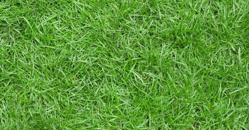 Know Your Grass Type Before Treating Your Lawn Know Your Grass Type Before Treating Your Lawn