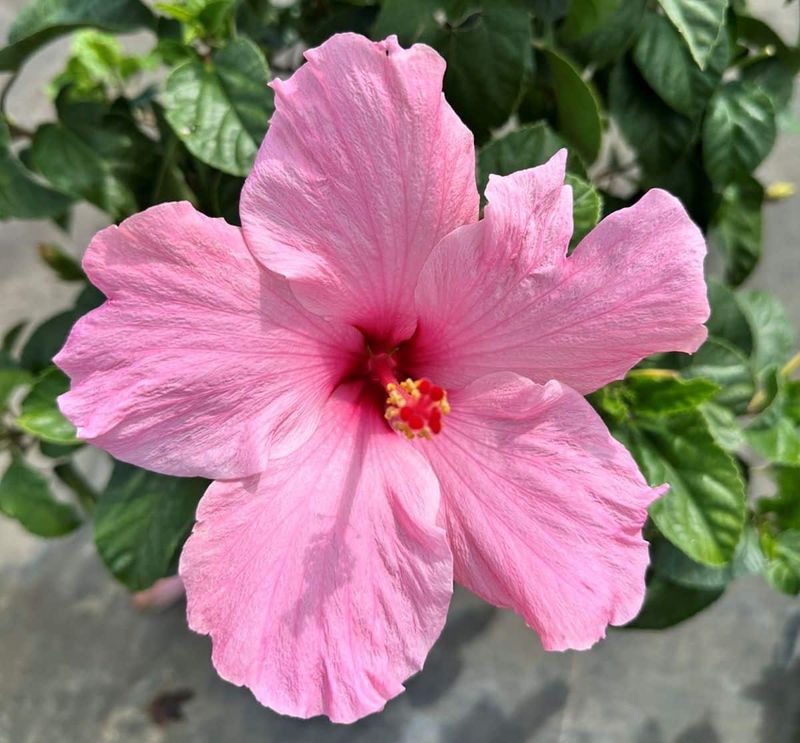 Know Your Hibiscus And Its Cold Limits