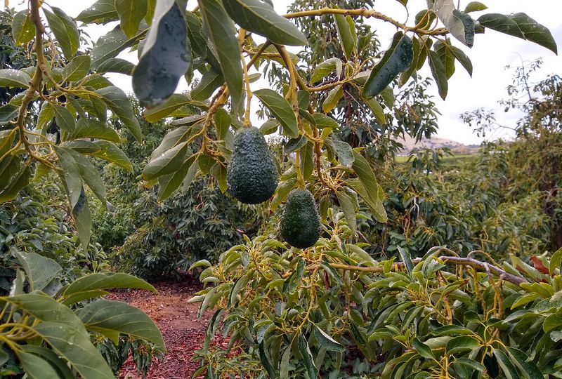Know Your Variety's Cold Limit