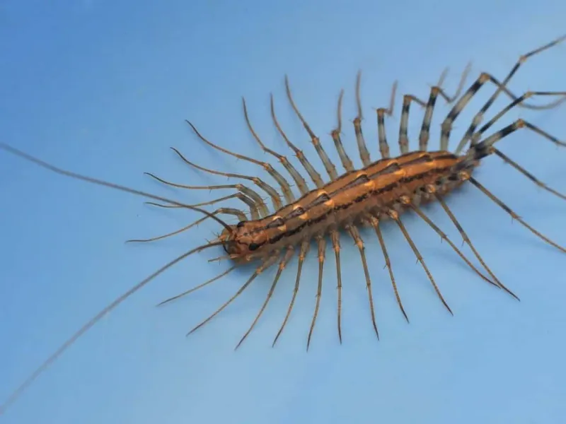 Know when a suspected sting needs medical attention