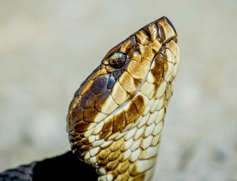 Knowing Which Snakes Deserve Extra Caution Knowing Which Snakes Deserve Extra Caution