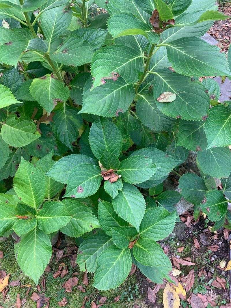 Knowing Your Hydrangea Type Prevents The Wrong Cut