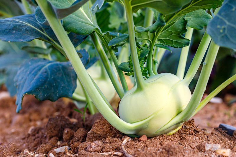 Kohlrabi