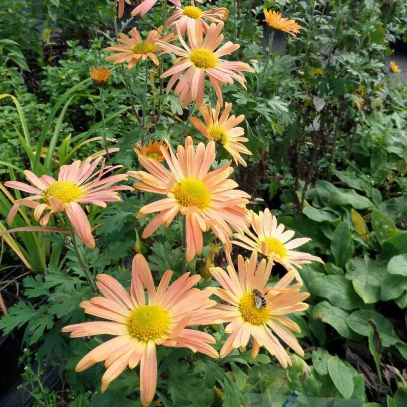 Korean And Rubellum Mums Make Coming Back Much Easier