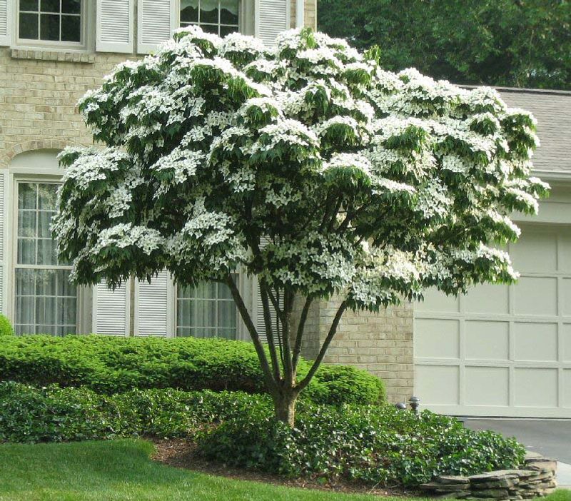 Kousa Dogwood Gives A Flowering Canopy