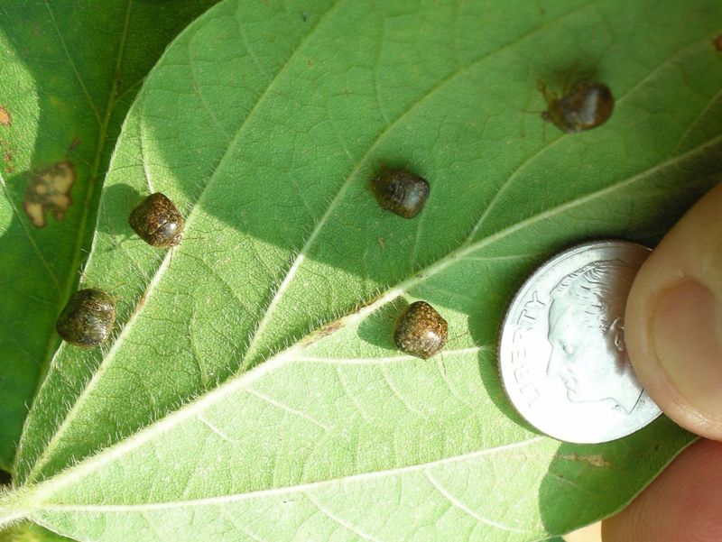 Kudzu Bugs Are Small, Round, And Olive Green