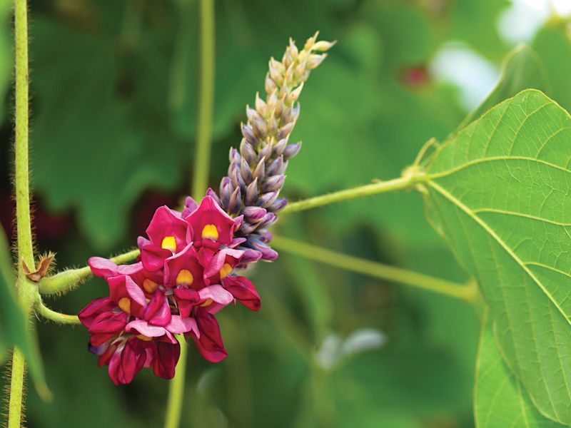 Kudzu Leaves And Flowers Are Restricted In New York