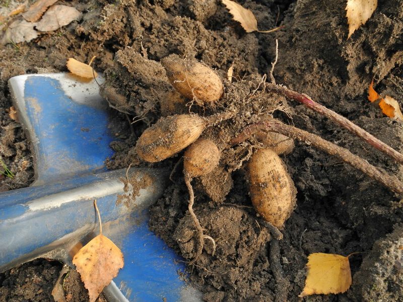 Label Dahlia Tubers And Canna Rhizomes For Digging Label Dahlia Tubers And Canna Rhizomes For Digging