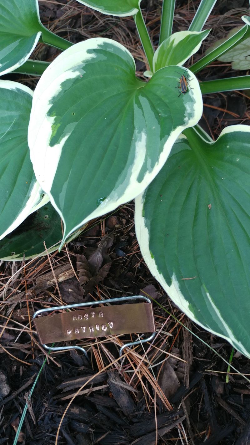 Label Each Clump Before The Leaves Disappear Label Each Clump Before The Leaves Disappear