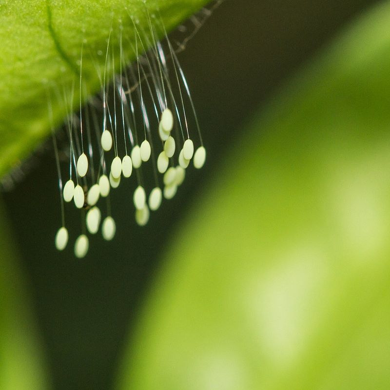 Lacewing stalks and Bagrada bug eggs offer different clues Lacewing stalks and Bagrada bug eggs offer different clues