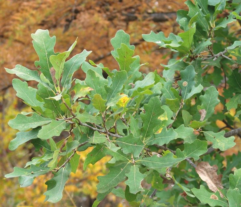 Lacey Oak: A Hill Country Gem With Blue-Green Leaves Lacey Oak: A Hill Country Gem With Blue-Green Leaves
