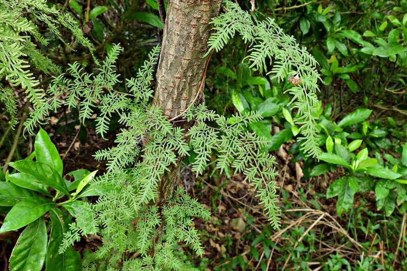 Lacy Vines Creeping Up Shrubs May Have Come From Mulch
