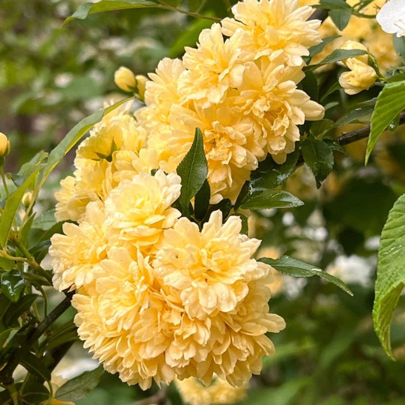 Lady Banks' Rose