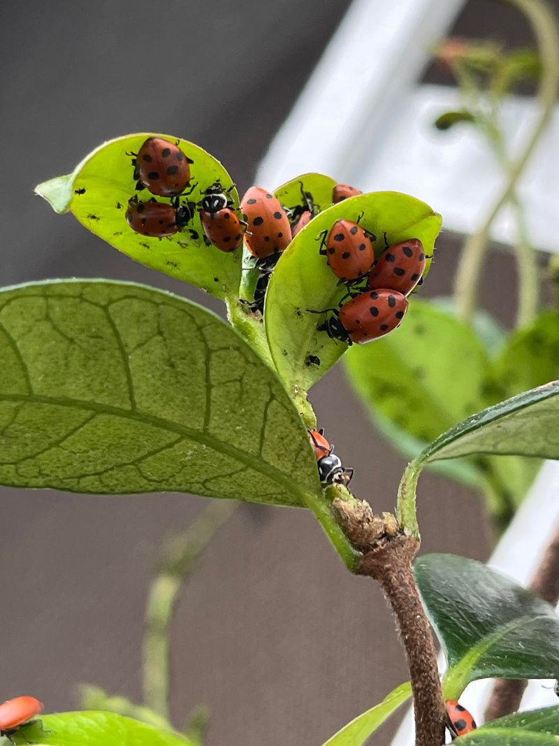 Ladybugs And Lacewings Keep Numbers Down