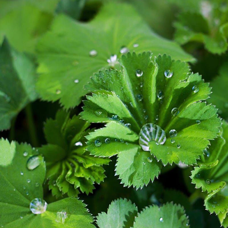 Lady’s Mantle Shades Out Weed Seedlings Lady’s Mantle Shades Out Weed Seedlings