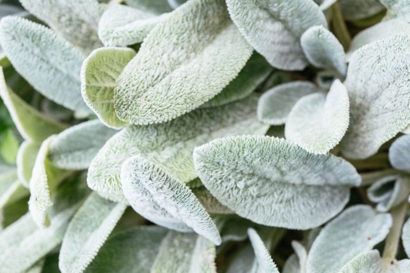 Lamb’s Ear Offers Soft Leaves That Invite Touch Lamb’s Ear Offers Soft Leaves That Invite Touch