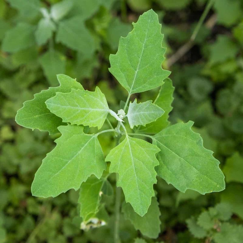 Lambsquarters