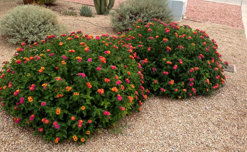 Lantana