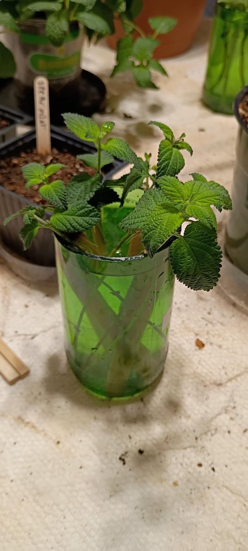 Lantana For Next Summer's Butterflies