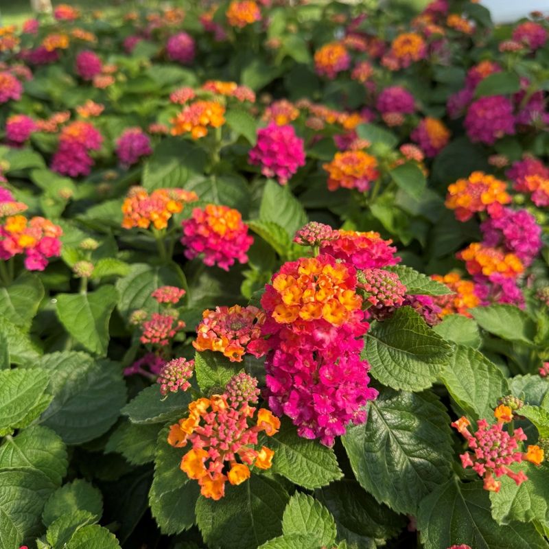 Lantana Likes To Keep Its Winter Coat