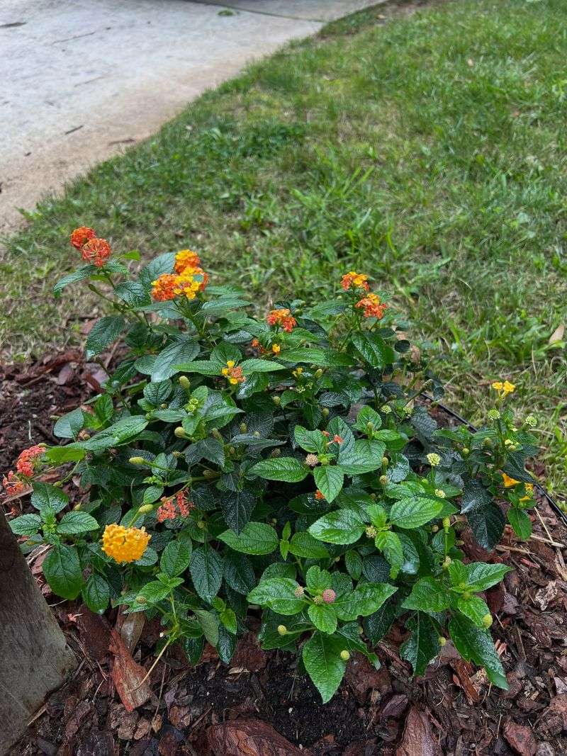 Lantana Loves A Warm Root Blanket Lantana Loves A Warm Root Blanket