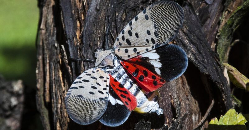 Lanternflies Are Now Found Across Ohio Lanternflies Are Now Found Across Ohio