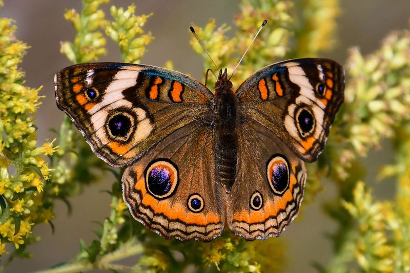 Large Eyespots Can Startle Predators When Wings Open Large Eyespots Can Startle Predators When Wings Open