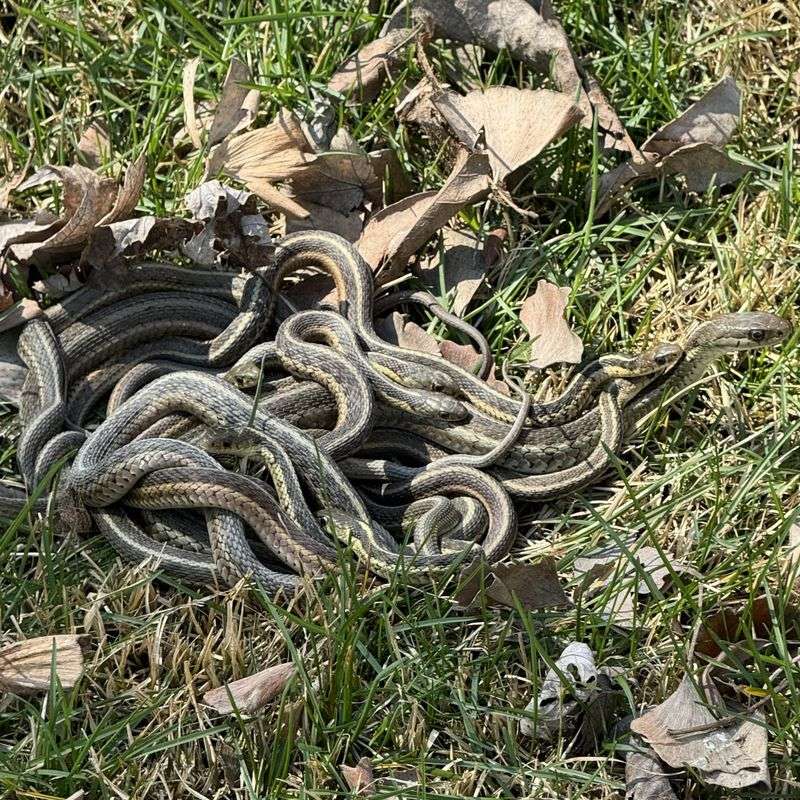 Large Groups Sharing The Same Winter Spot
