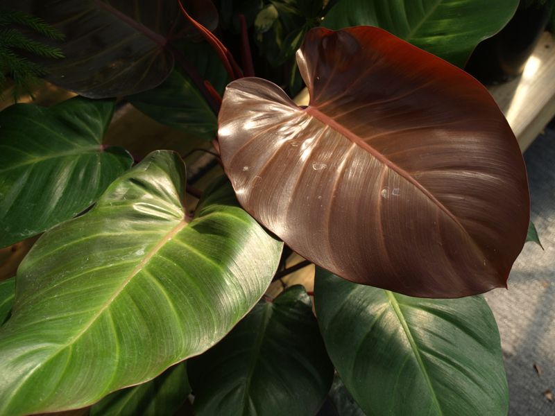 Large-Leaf Philodendrons Large-Leaf Philodendrons