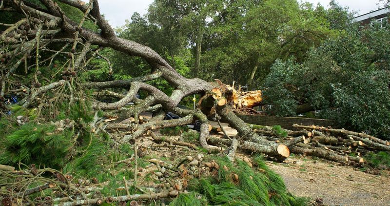 Large Logs Form A Sturdy Base