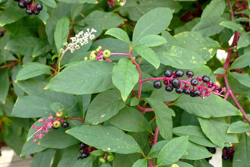 Large, Mature Plants May Need Repeated Cutting Or A Targeted Herbicide