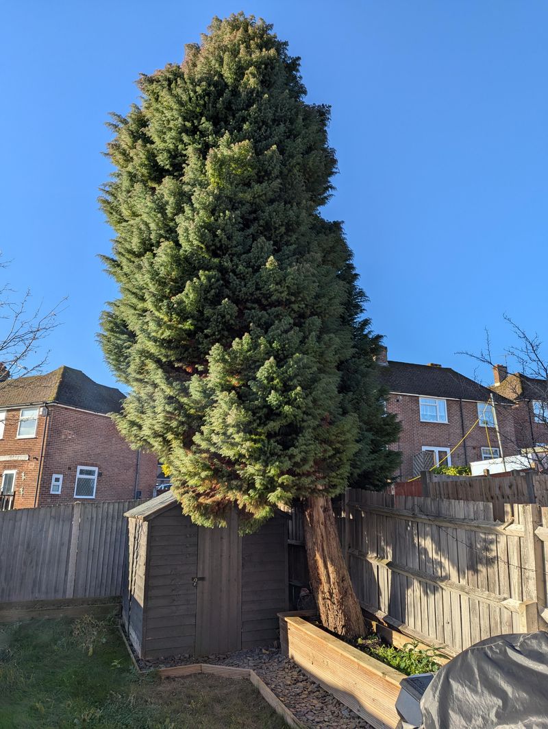 Large Mature Trees Are Harder To Save