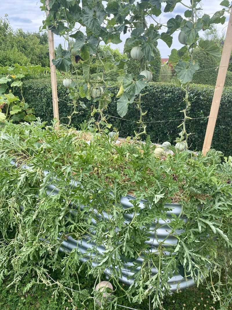Large Melons Outgrow The Frame