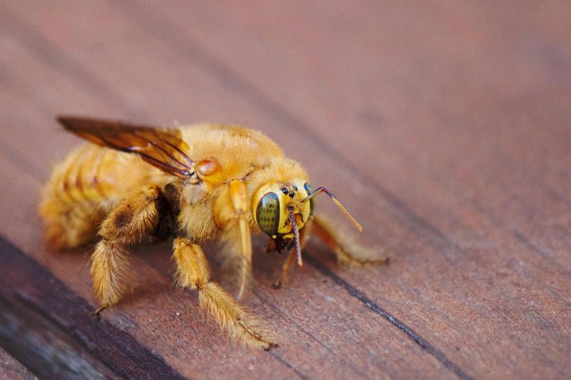 Large Shiny Bees Hovering Nearby