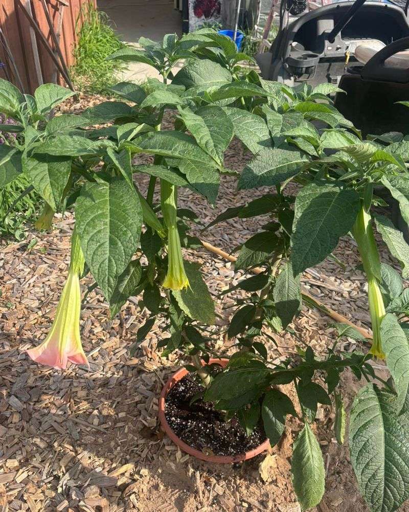 Large, Soft Leaves And Woody Stems Give It A Shrubby Form Large, Soft Leaves And Woody Stems Give It A Shrubby Form