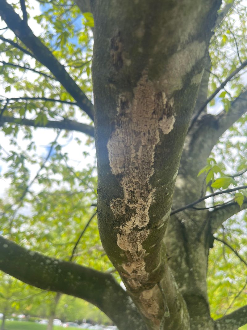 Large Swarms Can Stress Trees And Cause Decline Large Swarms Can Stress Trees And Cause Decline